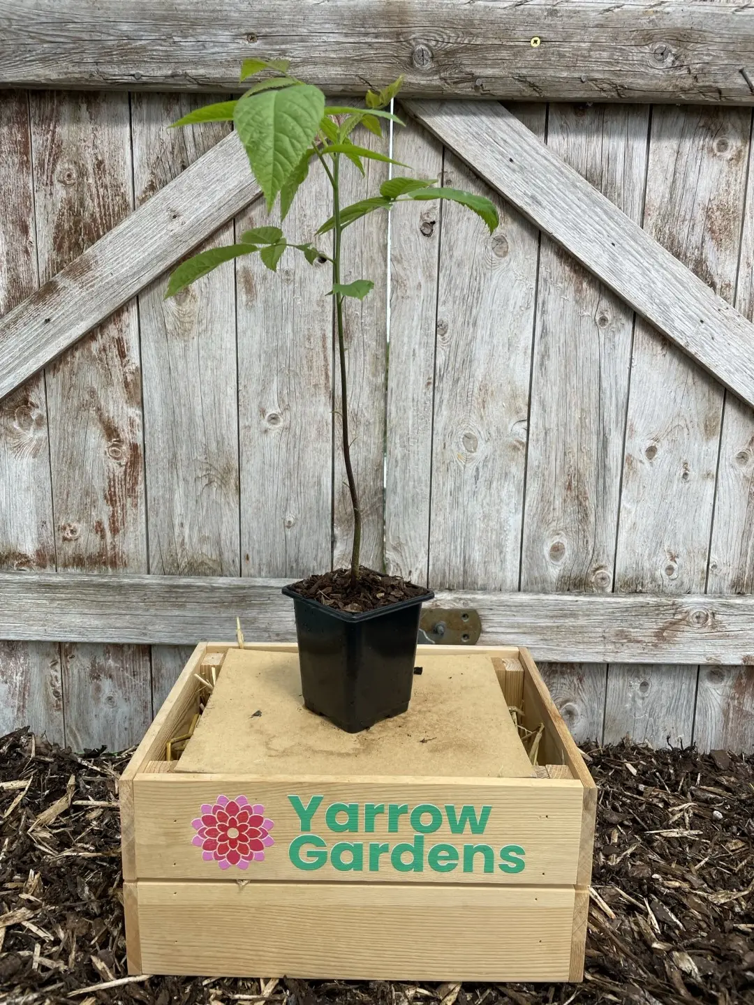 English Walnut Tree - 20/40cm (2L) - Image 2