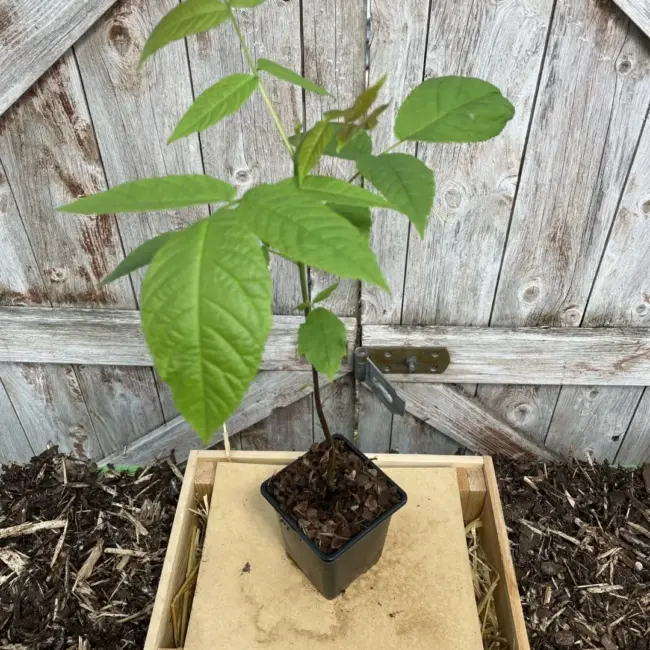 English Walnut Tree - 40/60cm (P9) - Image 4