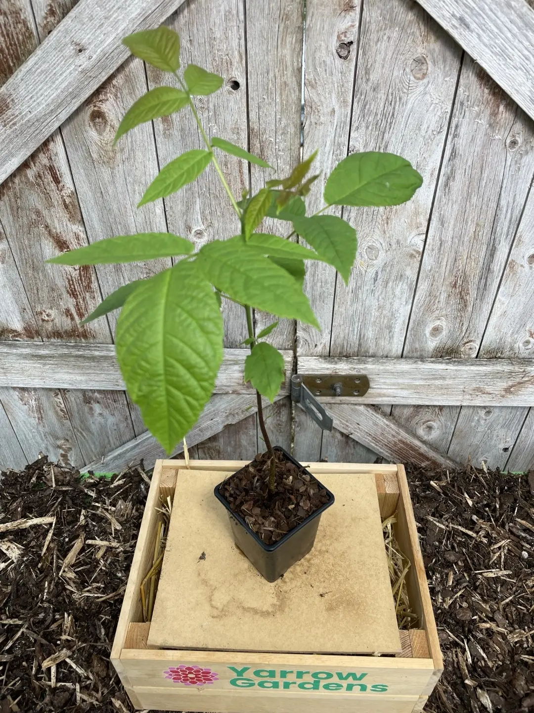 Black Walnut Tree Sapling 20/40cm (P9T)