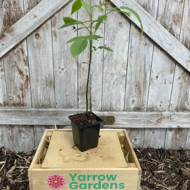 English Walnut Tree - 40/60cm (P9)