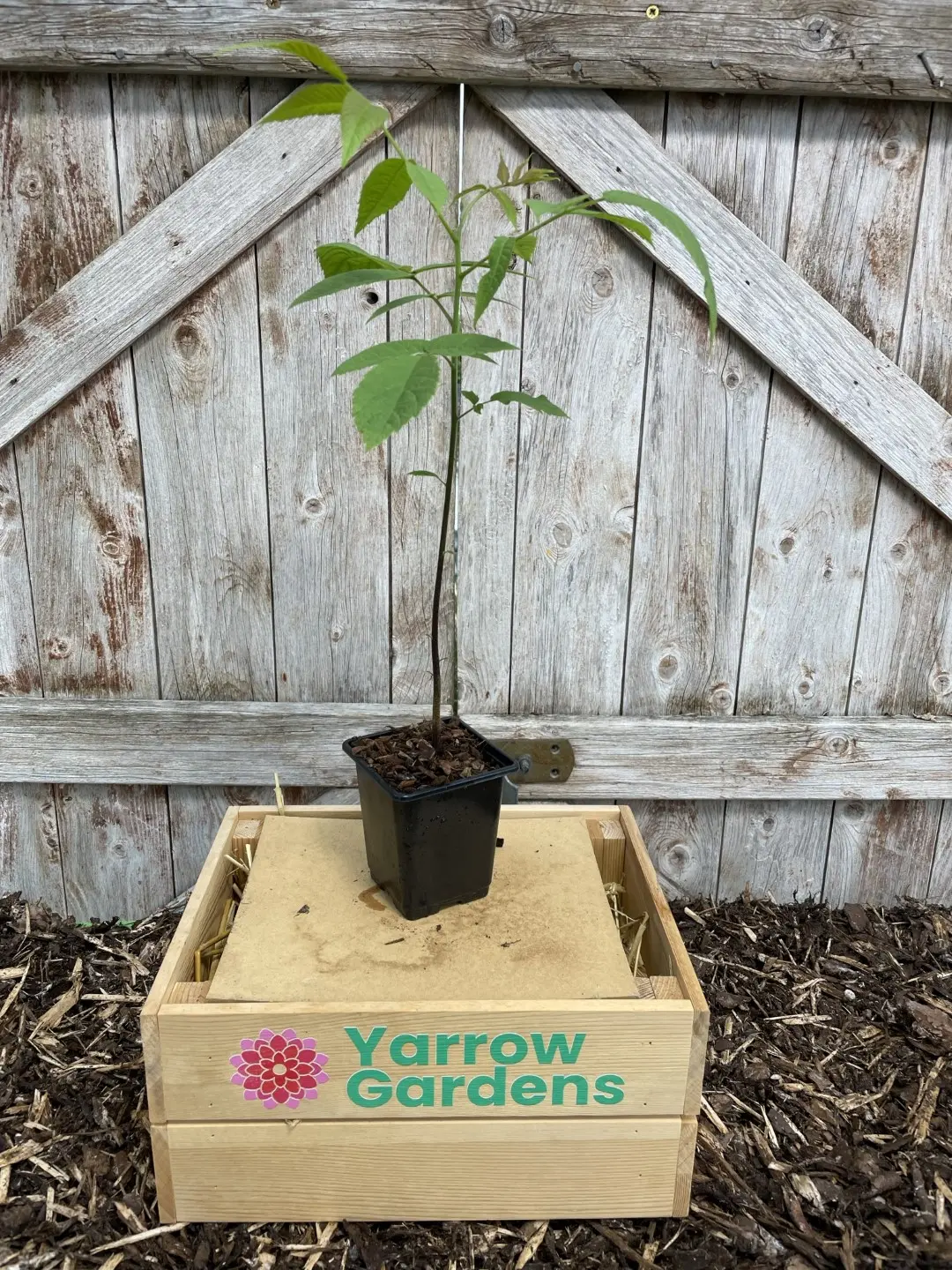 English Walnut Tree - 20/40cm (2L)