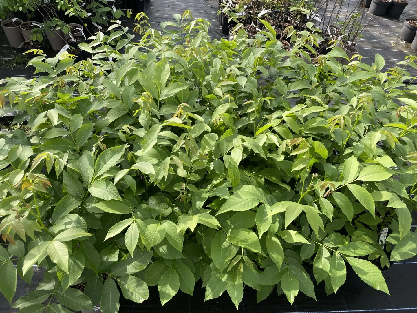 English Walnut Tree - 20/40cm (2L) - Image 3