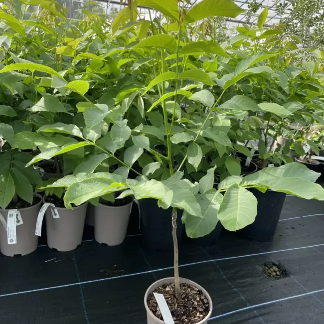 English Walnut Tree 60/80cm (2L) - Image 7