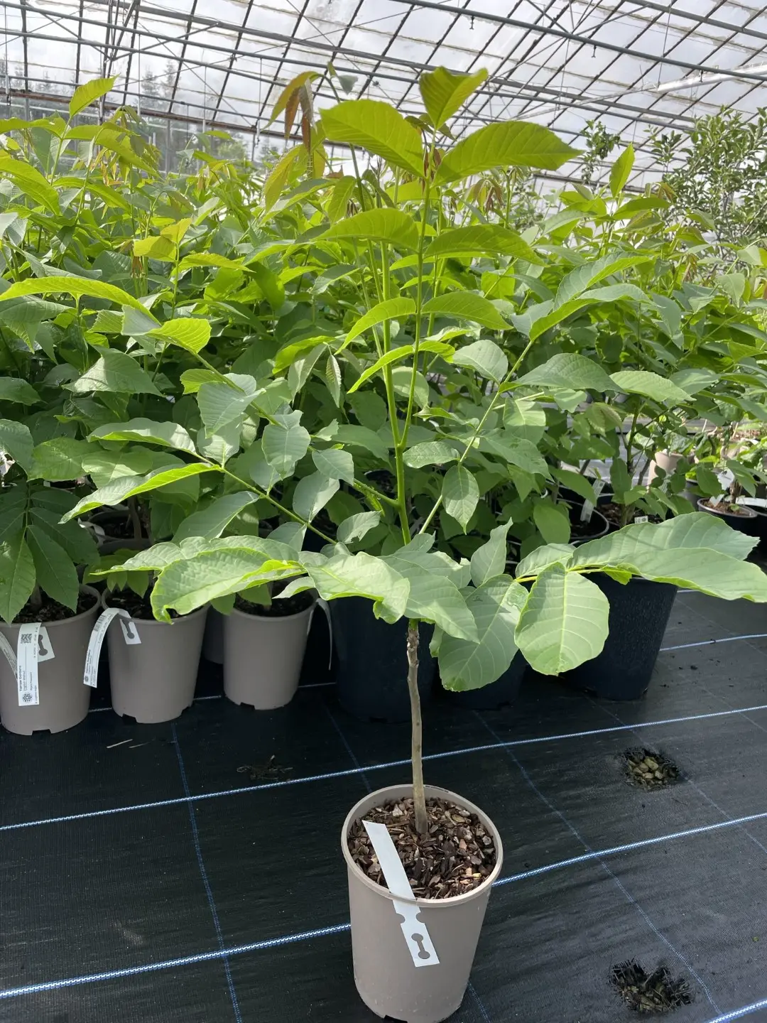 English Walnut Tree - 20/40cm (Bare Root)