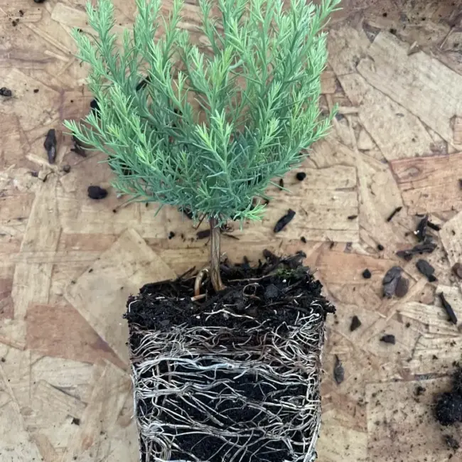 Giant Redwood Sapling (P9) - Image 6