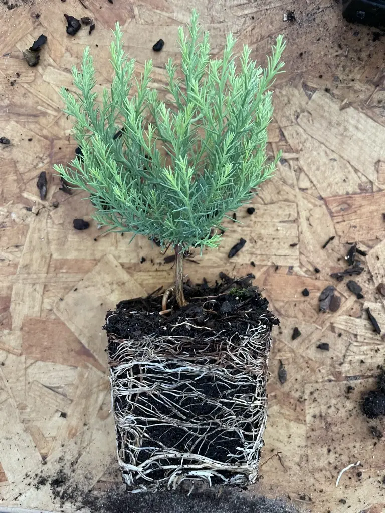 Giant Redwood Sapling (Bonsai) - Image 3