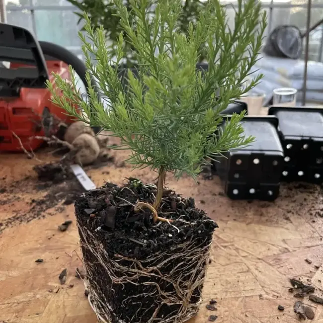 Giant Redwood Sapling (P9) - Image 5