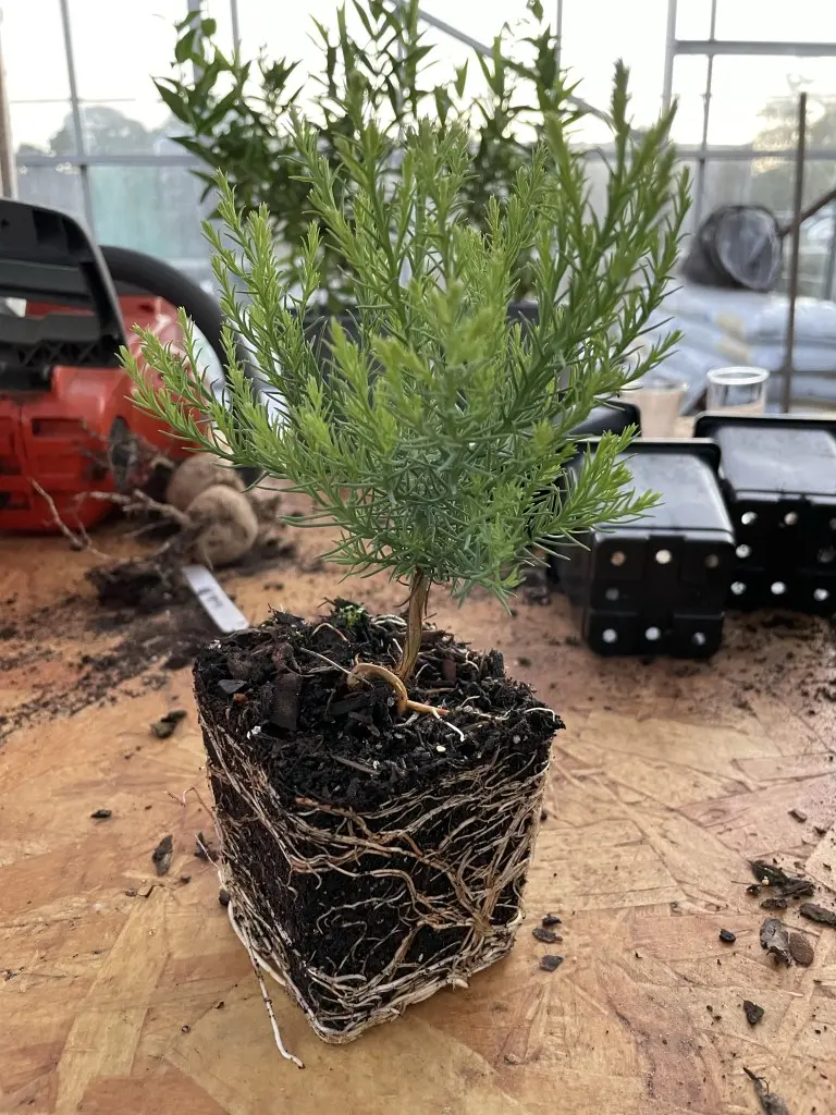 Giant Redwood Sapling (Bonsai) - Image 2