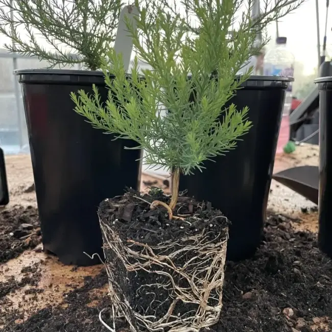 Giant Redwood Sapling (P9) - Image 7
