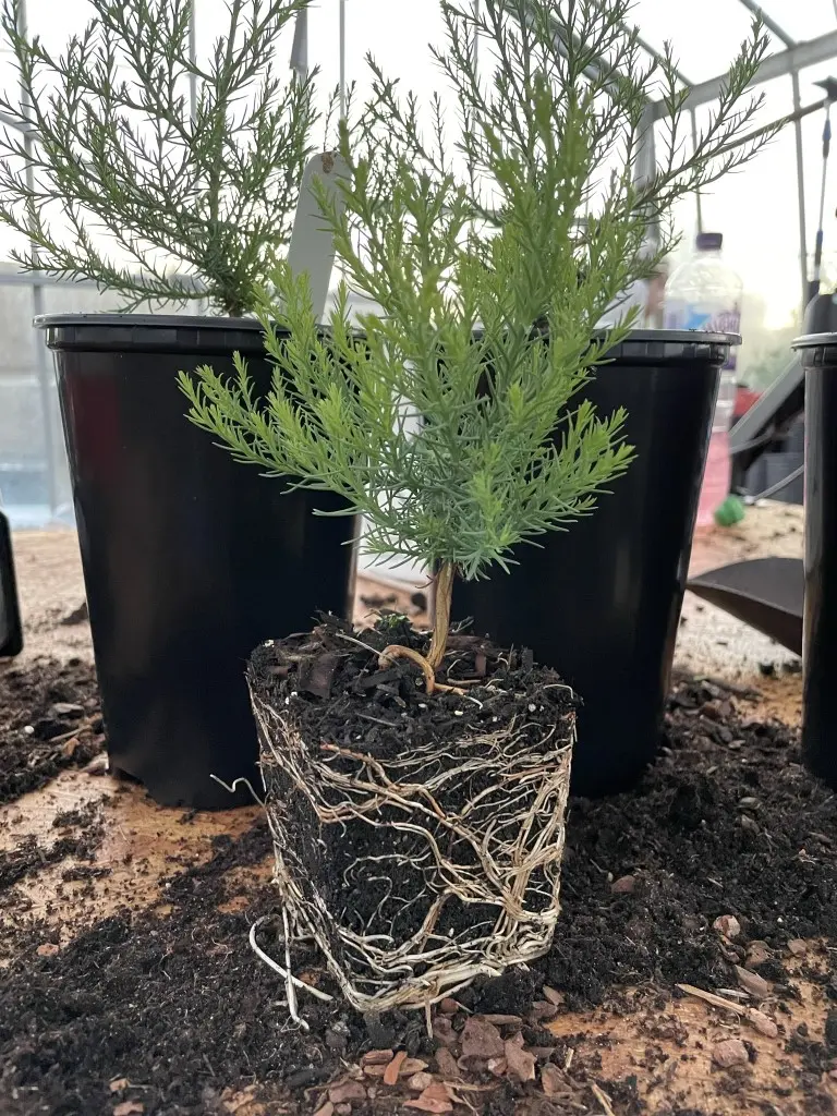 Giant Redwood Sapling (Bonsai) - Image 4
