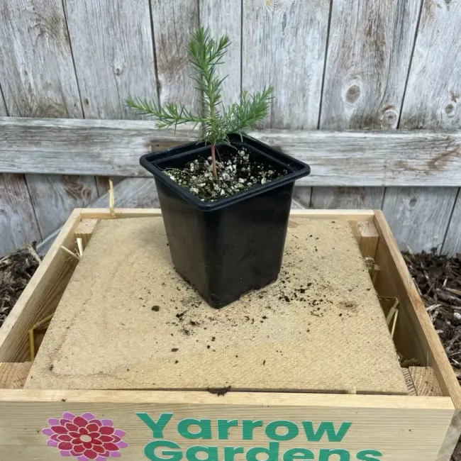 Giant Redwood Sapling (P9)