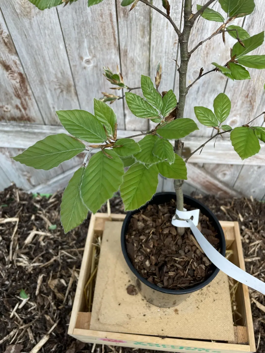 Green Beech Tree 40/60cm (2L) - Image 2