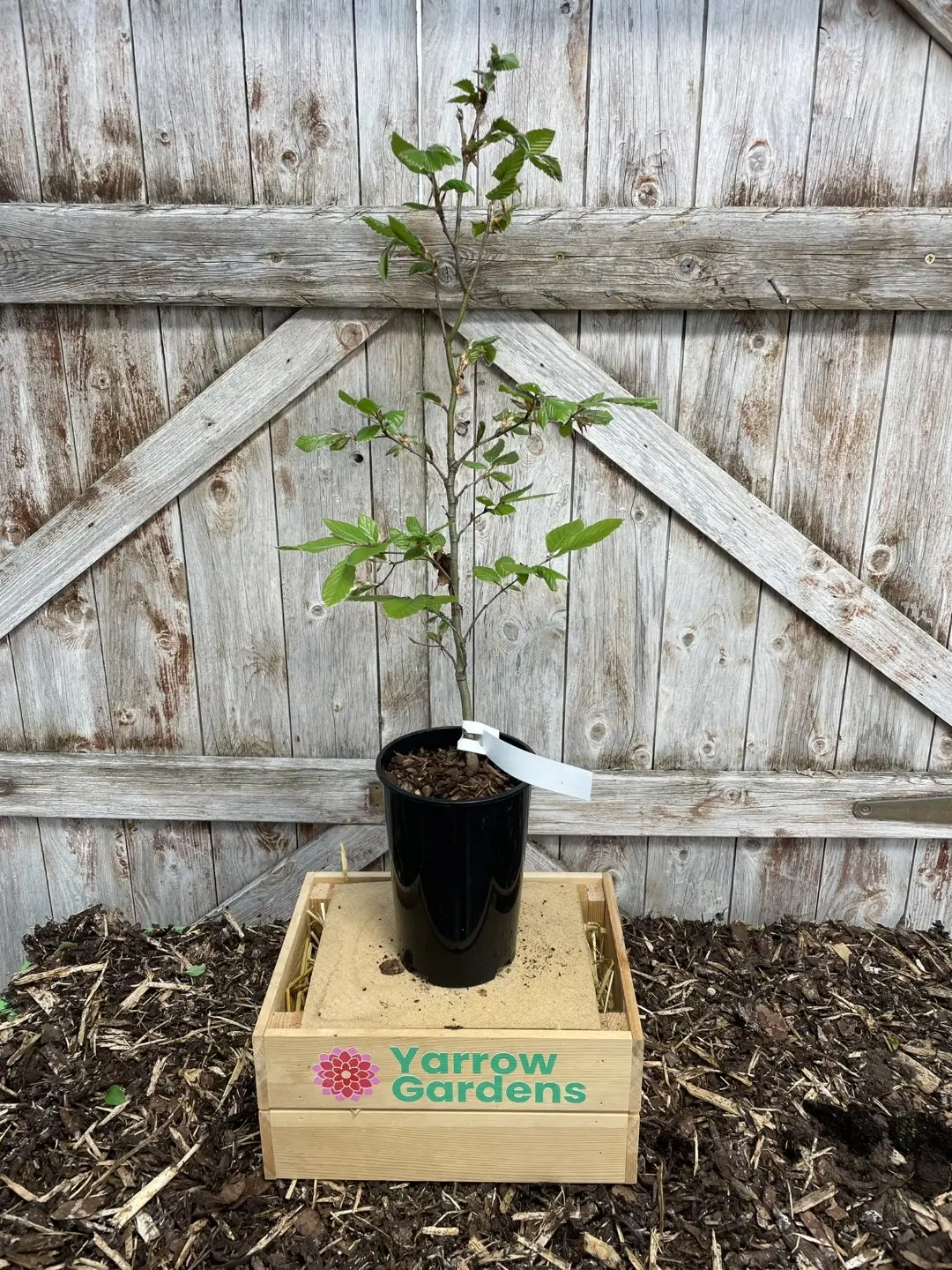 Green Beech Tree 40/60cm (2L) - Image 3
