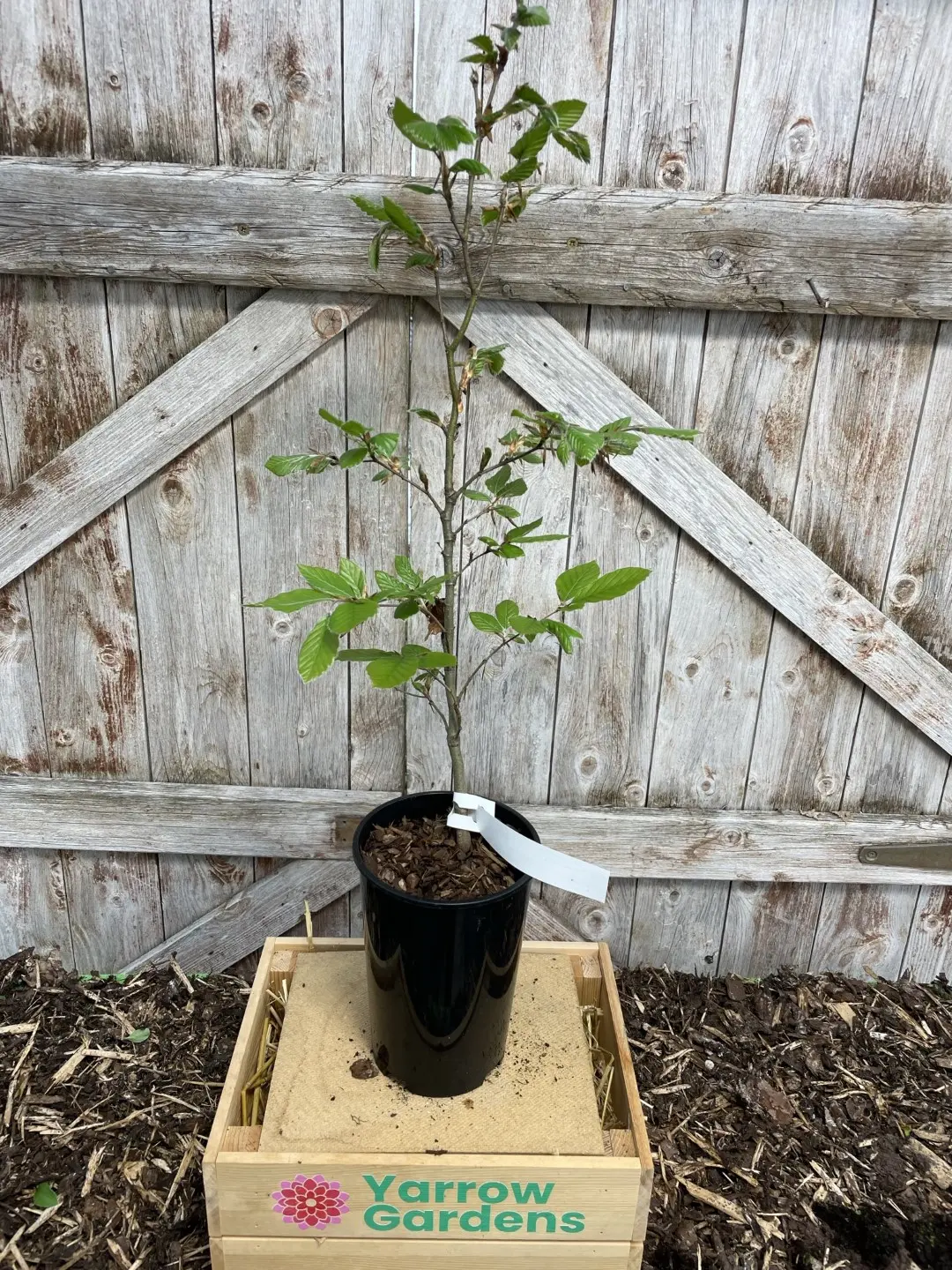 Green Beech Tree 40/60cm (2L)