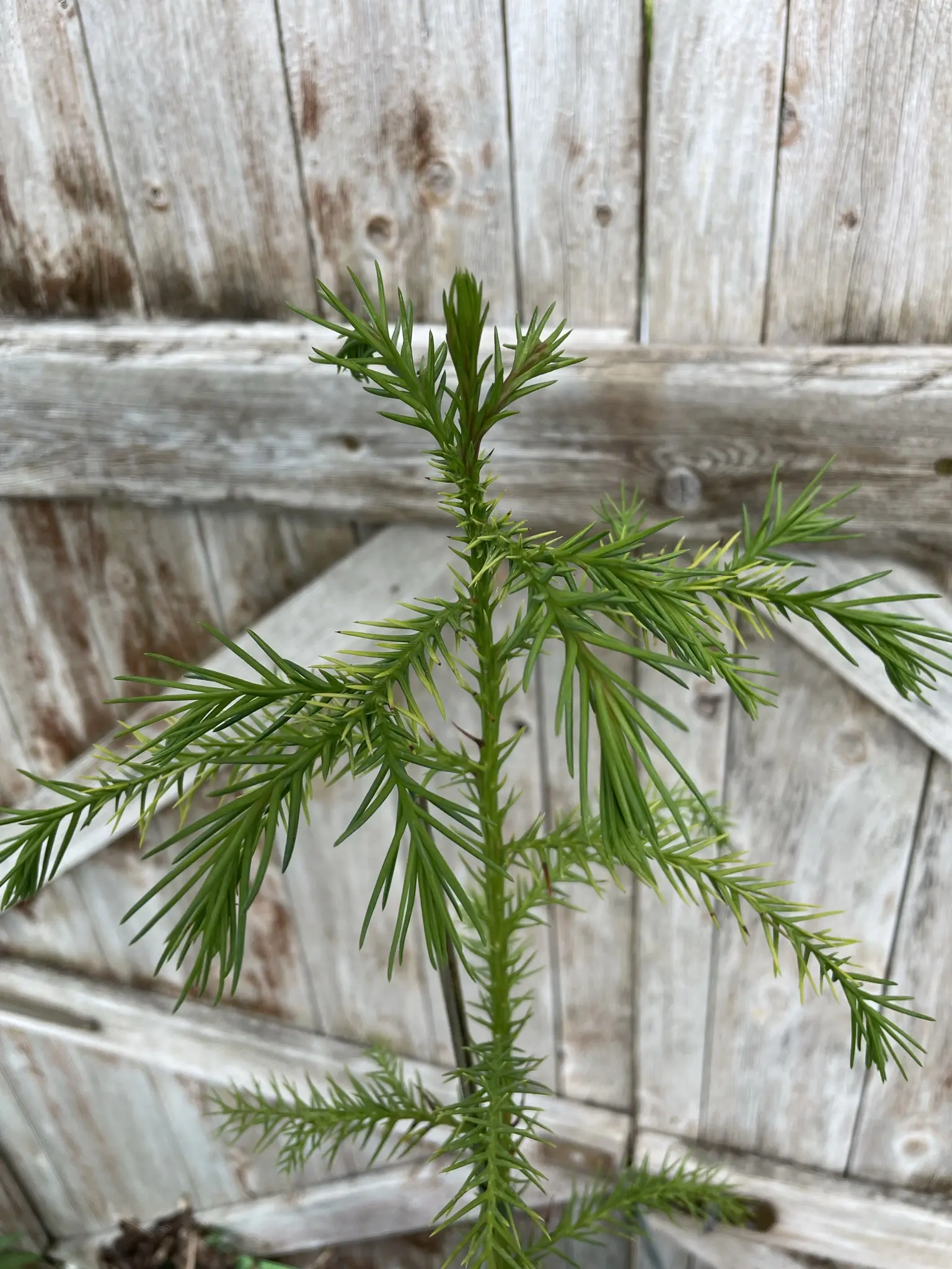 Japanese Red Cedar Tree 80/100cm (5L) - Image 3