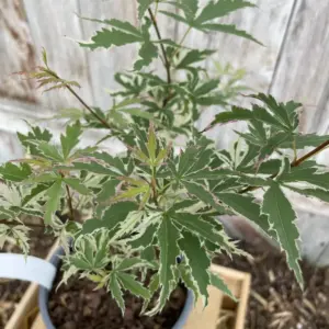 Mature Japanese Maple Acer palmatum 'Butterfly' Tree 60/80cm (2L)
