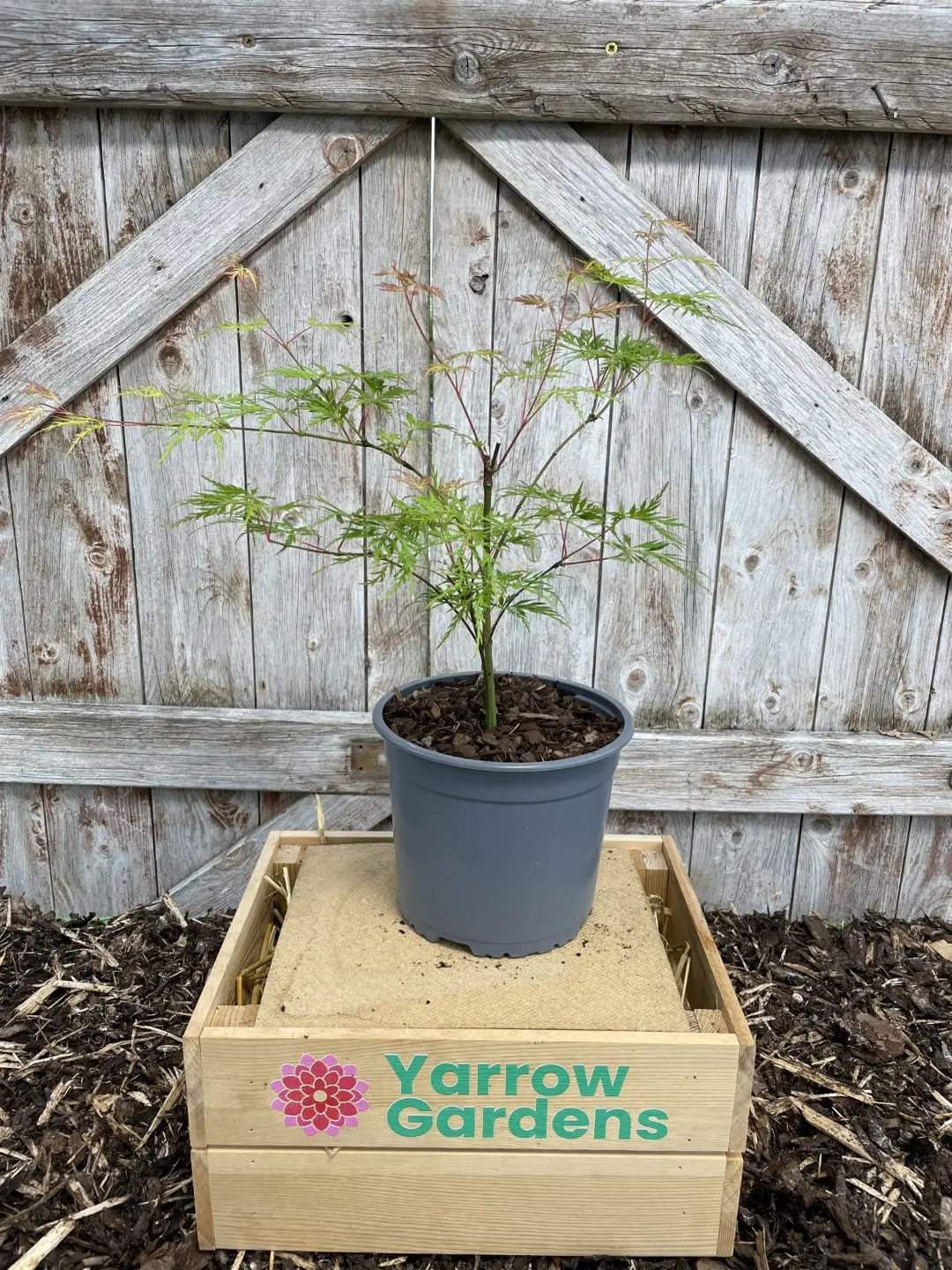 Mature Japanese Maple Acer palmatum 'Emerald Lace' Tree 20/40cm (2L) - Image 2
