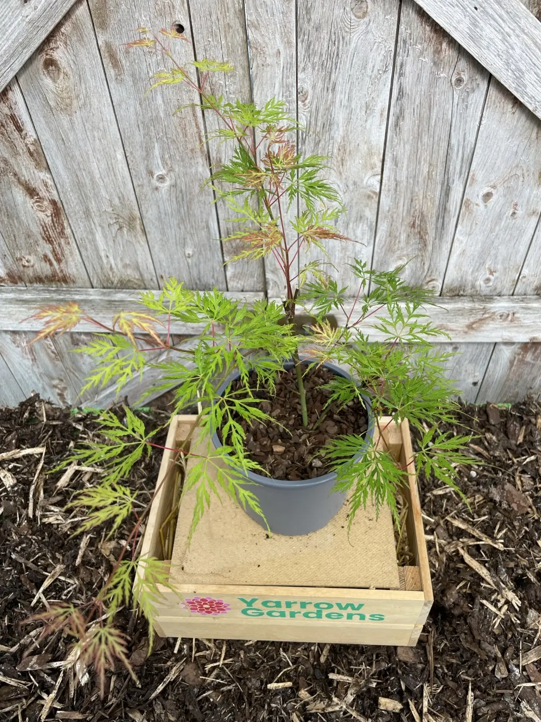 Mature Japanese Maple Acer palmatum 'Emerald Lace' Tree 20/40cm (2L)