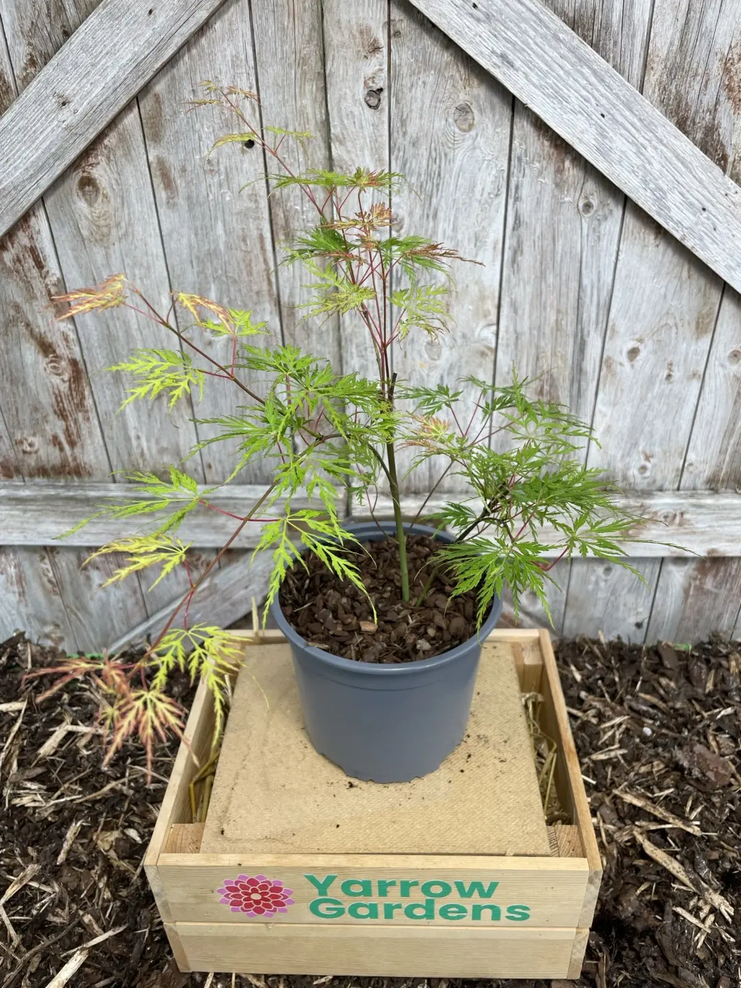Mature Japanese Maple Acer palmatum 'Emerald Lace' Tree 20/40cm (2L) - Image 3