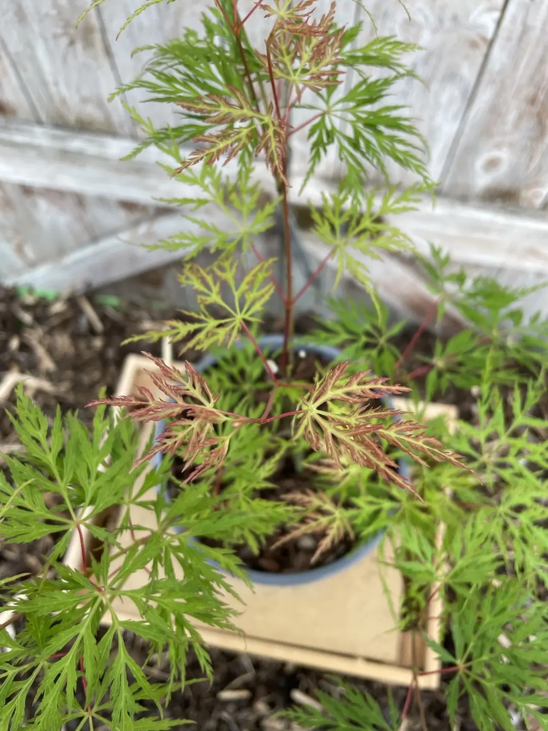 Mature Japanese Maple Acer palmatum 'Emerald Lace' Tree 20/40cm (2L) - Image 4