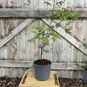 Mature Japanese Maple Acer palmatum 'Green Globe' Tree 60/80cm (2L)
