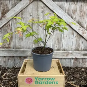 Mature Japanese Maple Acer palmatum 'Katsura' Tree 40/60cm (2L)