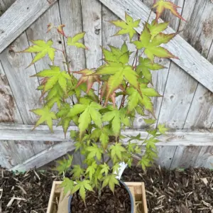 Mature Japanese Maple Acer palmatum Tree 60/80cm (2L)