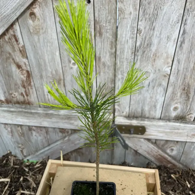 Lodgepole Pine 20/40cm (P9) - Image 3