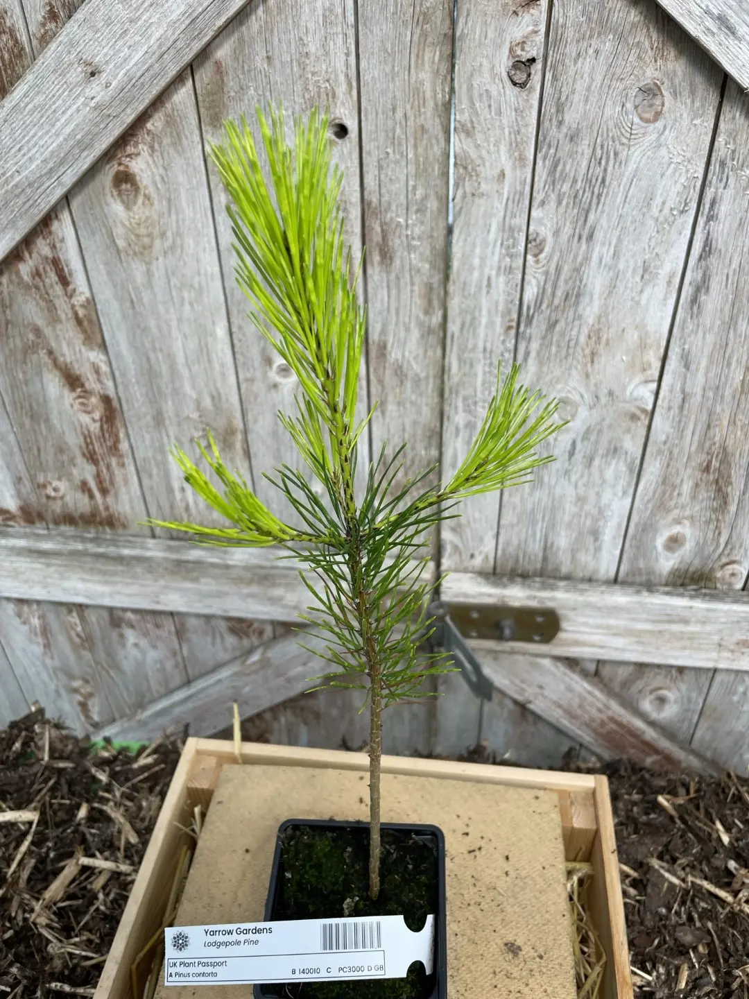 Lodgepole Pine 40/60cm (P9T) - Image 3