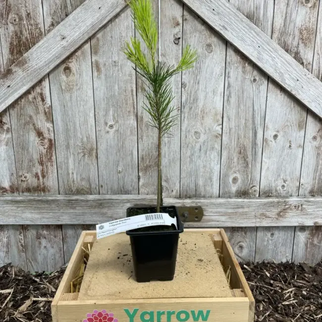 Lodgepole Pine 20/40cm (P9)