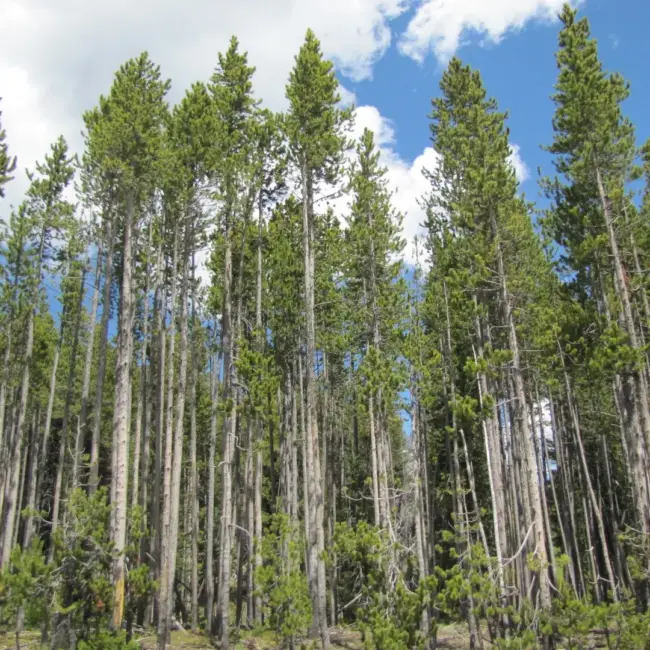 Lodgepole Pine 40/60cm (2L) - Image 6