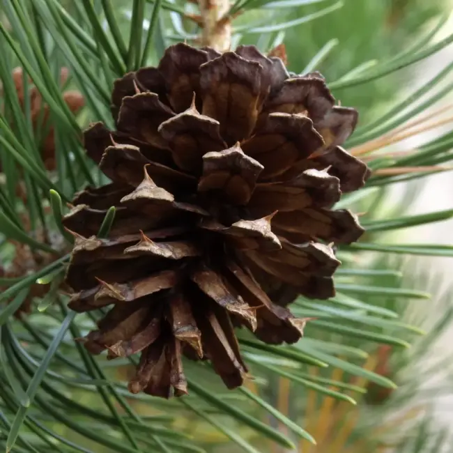 Lodgepole Pine 40/60cm (2L) - Image 7