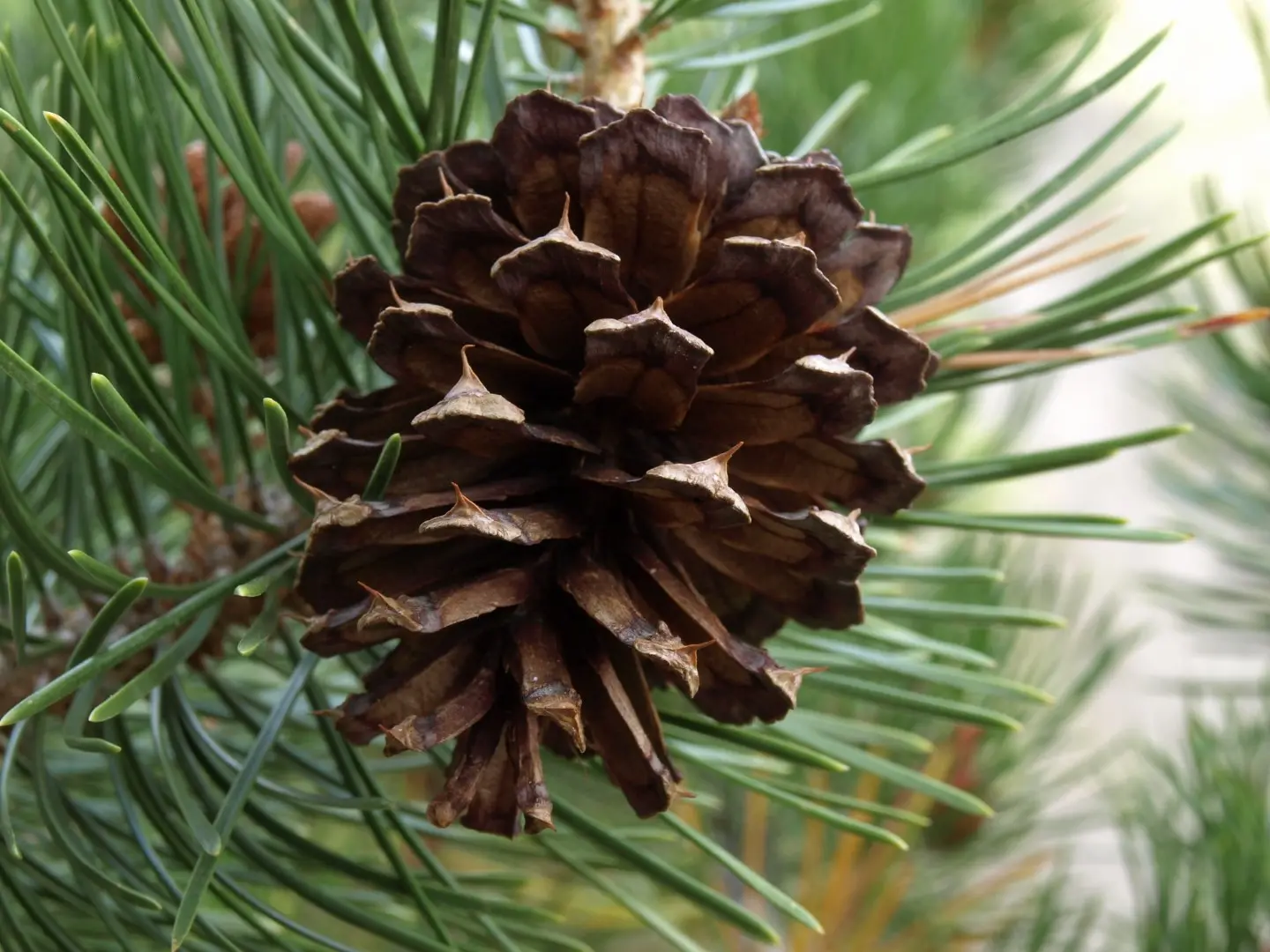 Lodgepole Pine 80/100cm (2L) - Image 5