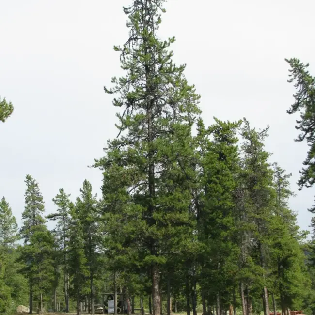 Lodgepole Pine 40/60cm (2L) - Image 5