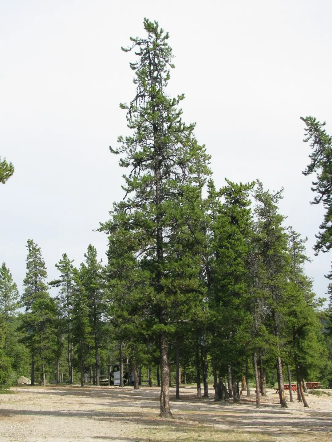 Lodgepole Pine 80/100cm (2L) - Image 3
