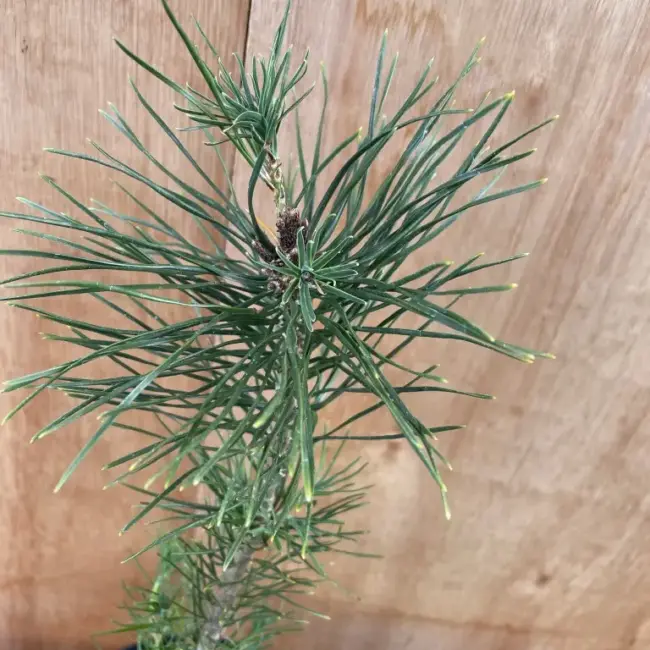 Lodgepole Pine 20/40cm (P9) - Image 2