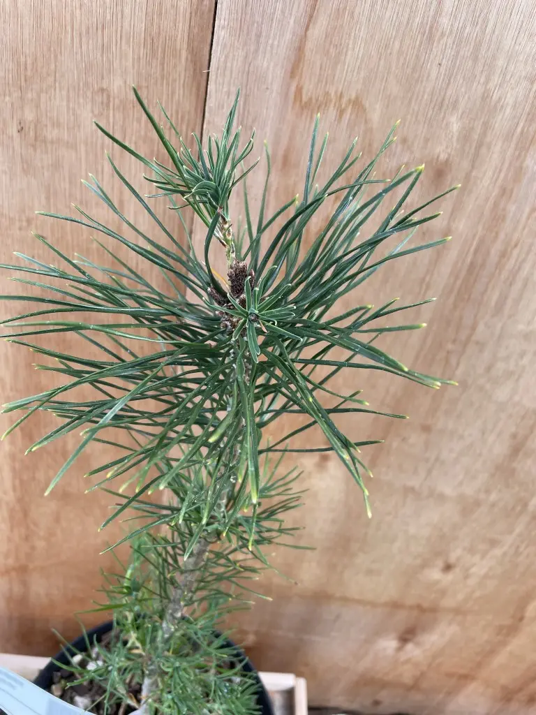 Lodgepole Pine 60/80cm (P9T) - Image 2