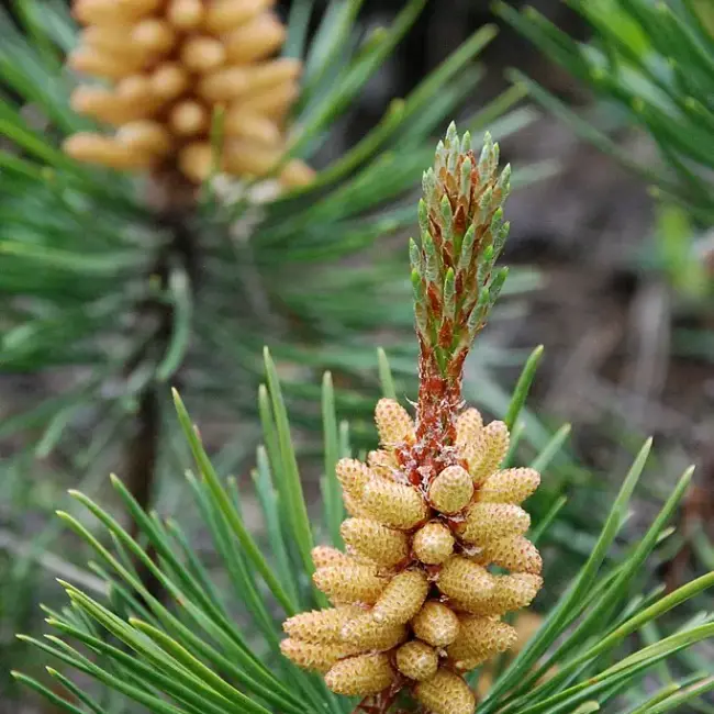 Lodgepole Pine 40/60cm (2L) - Image 4