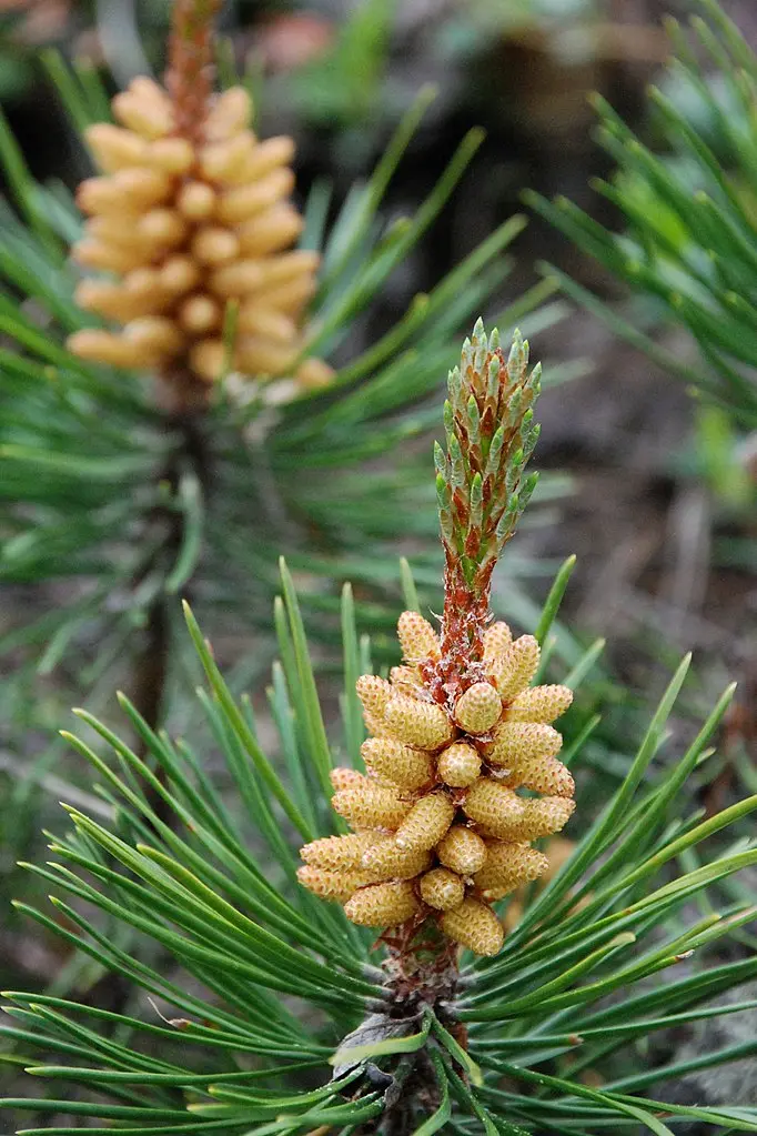 Lodgepole Pine 80/100cm (2L) - Image 2