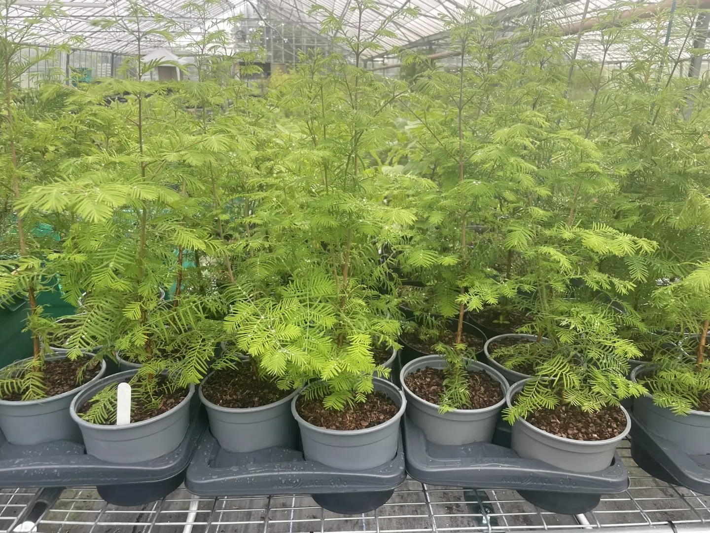 Dawn Redwood Tree 40/60cm (2L) - Image 3