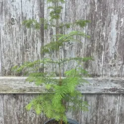 Metasequoia glyptostroboides Dawn Redwood Tree 40/60cm (2L)