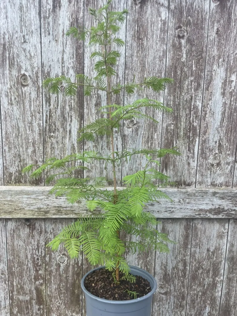 Metasequoia glyptostroboides Dawn Redwood Tree 40/60cm (2L)