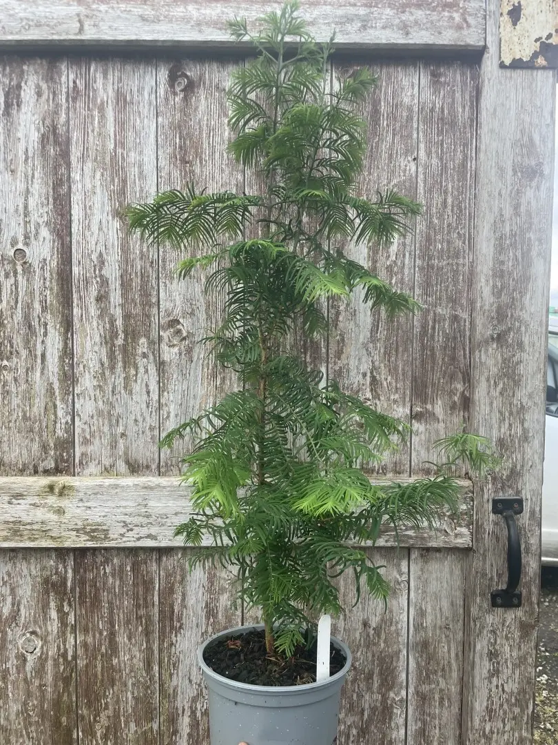 Metasequoia glyptostroboides Dawn Redwood Tree 60/80cm (2L)