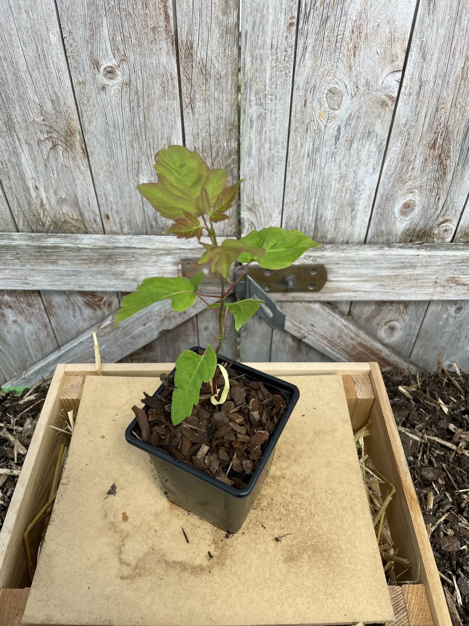 Negundo / Ash Leaf / Boxelder Maple Tree 40/60cm (P9)