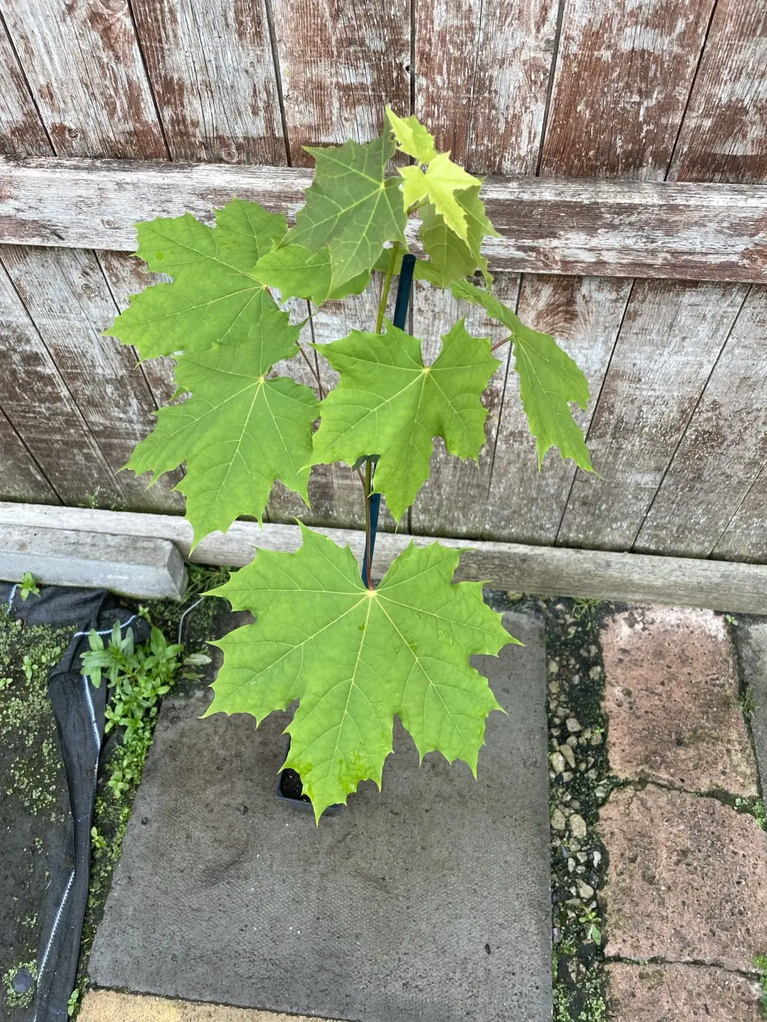 Norway Maple Tree 100/120cm (2L)
