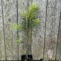 Pinus contorta - Lodgepole Pine