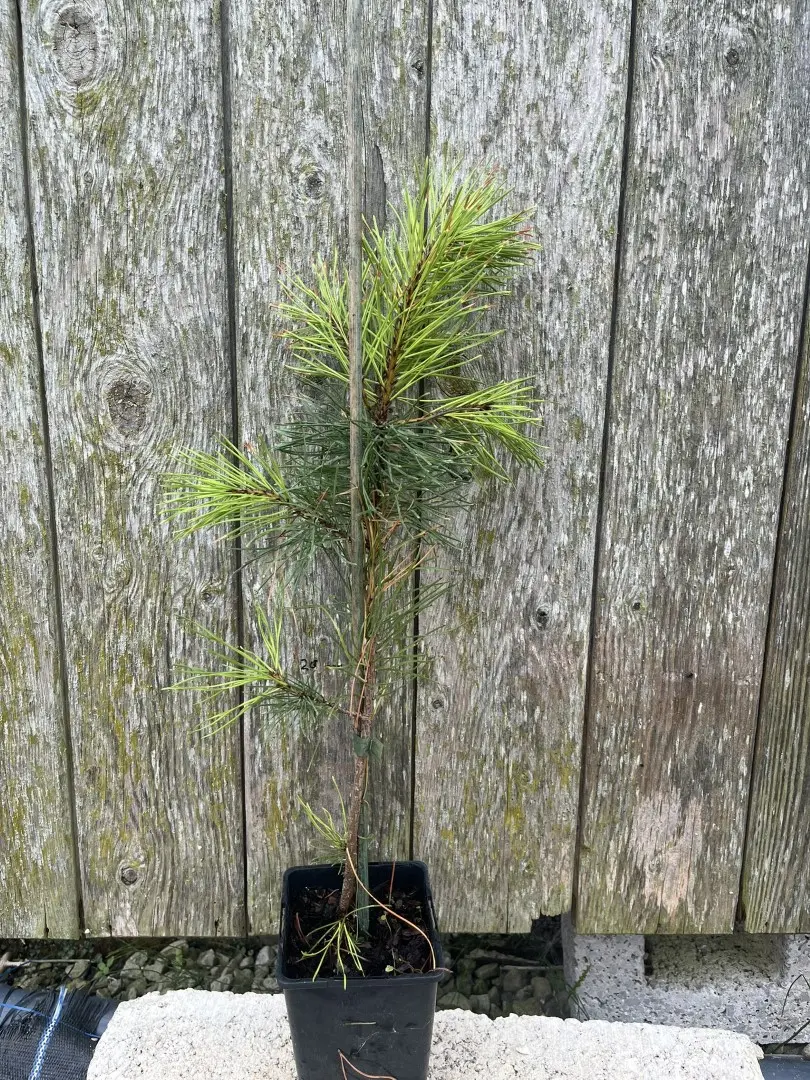 Pinus contorta - Lodgepole Pine