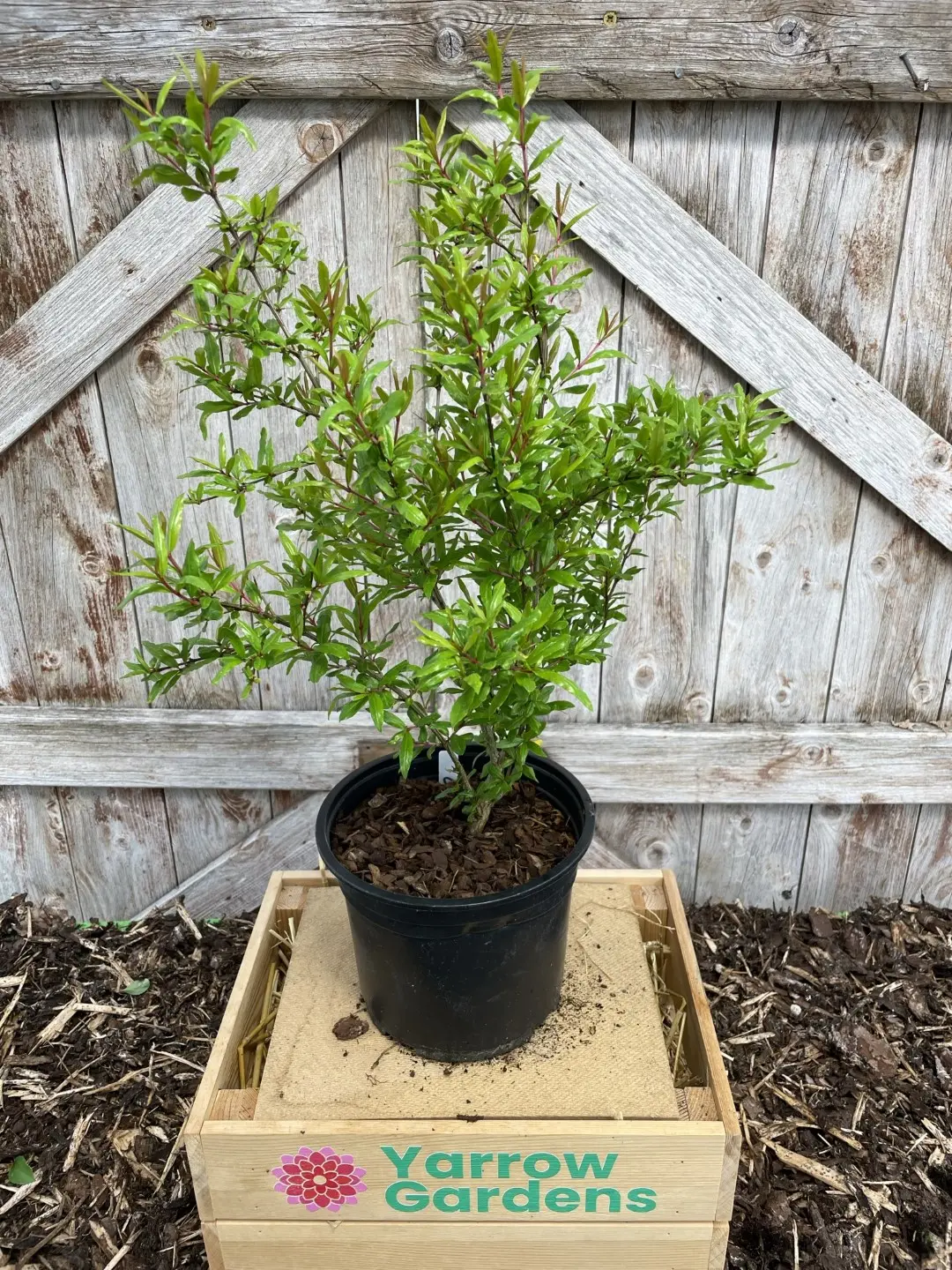 Punica granatum Pomegranate Tree 40/60cm (2L)