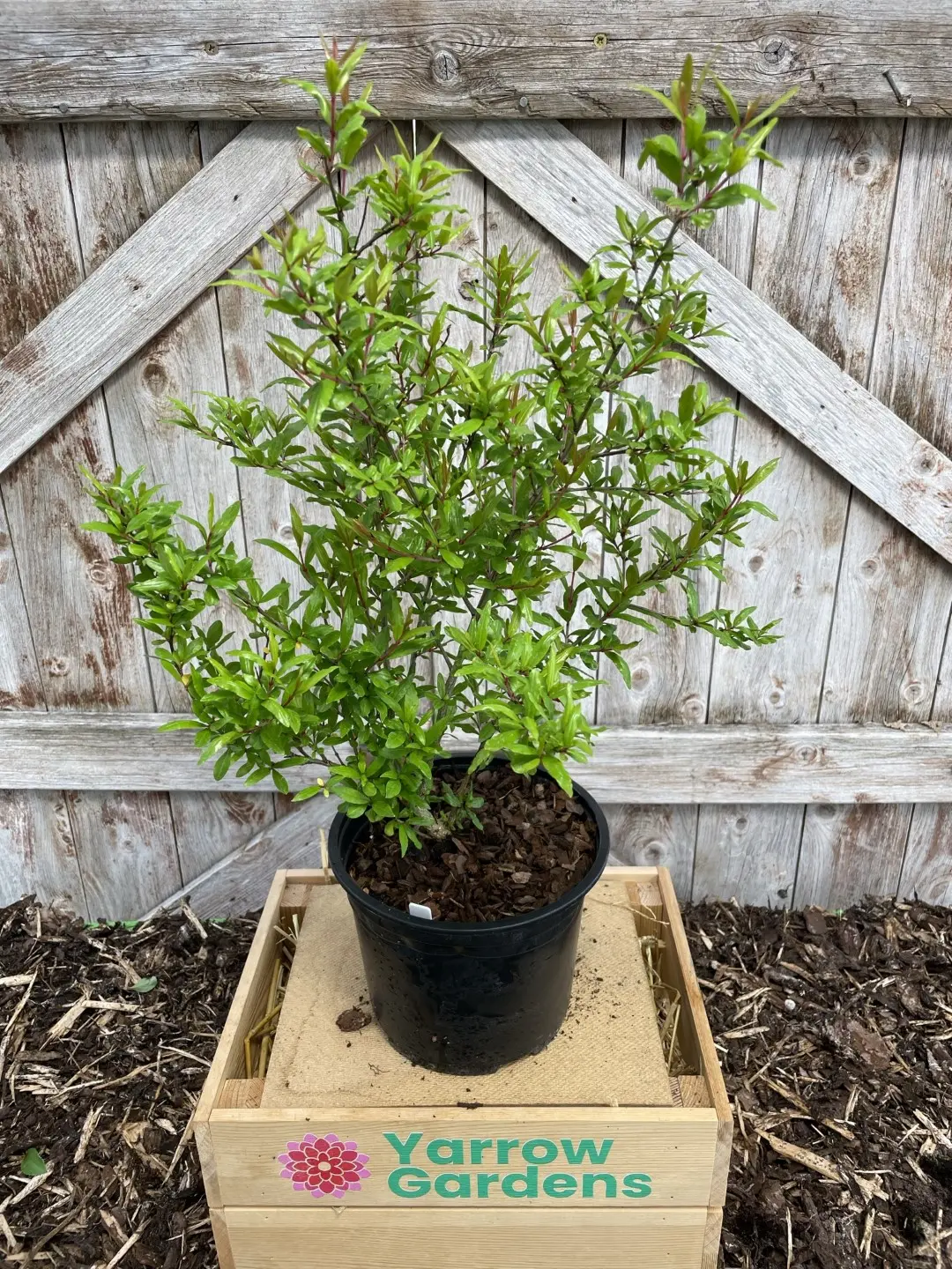 Punica granatum Pomegranate Tree 40/60cm (2L) - Image 2