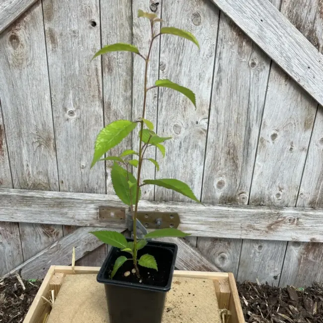 Japanese Cherry Blossom Tree Bonsai 10/20cm (P9)